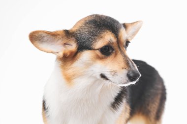 Pembroke Welsh Corgi portresi beyaz stüdyo arka planında izole edilmiş kopya alanı, safkan köpek