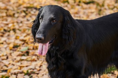 Sonbahar parkında yürüyen ve oynayan siyah düz kaplamalı av köpeğinin portresi, şehir doğasının arka planına karşı safkan bir köpek.