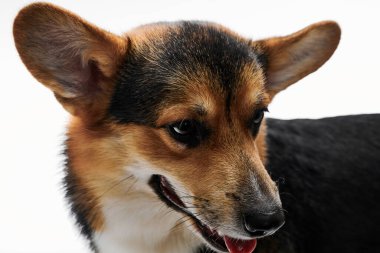 Pembroke Welsh Corgi portresi beyaz stüdyo arka planında izole edilmiş kopya alanı, safkan köpek