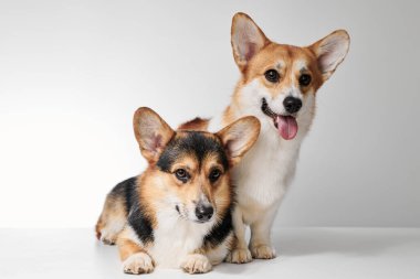 Pembroke Welsh Corgi portresi beyaz stüdyo arka planında kopyalanmış, iki safkan köpeğin ailesi