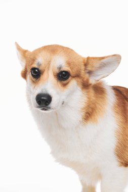 Pembroke Welsh Corgi portresi beyaz stüdyo arka planında izole edilmiş kopya alanı, safkan köpek