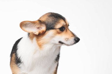 Pembroke Welsh Corgi portresi beyaz stüdyo arka planında izole edilmiş kopya alanı, safkan köpek