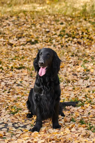 Portrait Black Flat Coated Retriever Walking Playing Autumn Park Purebred — Stock Photo, Image