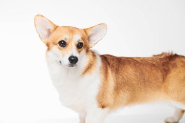Pembroke Welsh Corgi portresi beyaz stüdyo arka planında izole edilmiş kopya alanı, safkan köpek