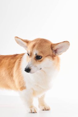 Pembroke Welsh Corgi portresi beyaz stüdyo arka planında izole edilmiş kopya alanı, safkan köpek