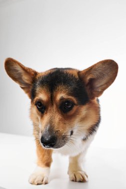 Pembroke Welsh Corgi portresi beyaz stüdyo arka planında izole edilmiş kopya alanı, safkan köpek