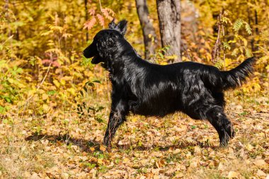 Sonbahar parkında yürüyen ve oynayan siyah düz kaplamalı av köpeğinin portresi, şehir doğasının arka planına karşı safkan bir köpek.
