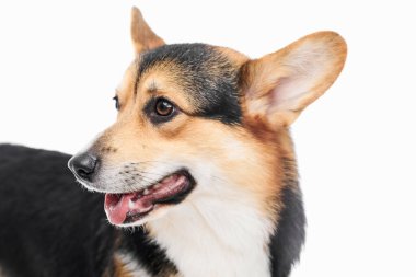 Pembroke Welsh Corgi portresi beyaz stüdyo arka planında izole edilmiş kopya alanı, safkan köpek