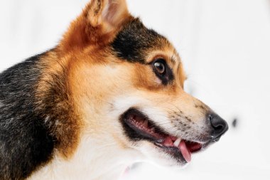 Pembroke Welsh Corgi portresi beyaz stüdyo arka planında izole edilmiş kopya alanı, safkan köpek