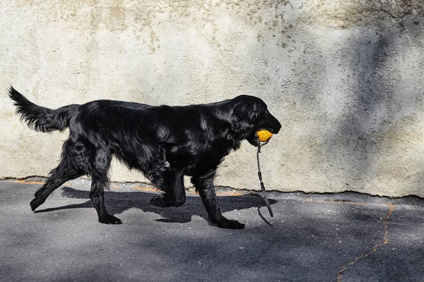 Portrait Black Flat Coated Retriever Walking Playing Asphalt Street Purebred — Stock Photo, Image