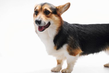 Pembroke Welsh Corgi portresi beyaz stüdyo arka planında izole edilmiş kopya alanı, safkan köpek