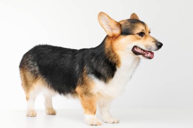Pembroke Welsh Corgi portresi beyaz stüdyo arka planında izole edilmiş kopya alanı, safkan köpek