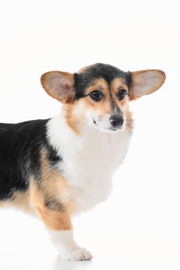 Pembroke Welsh Corgi portresi beyaz stüdyo arka planında izole edilmiş kopya alanı, safkan köpek