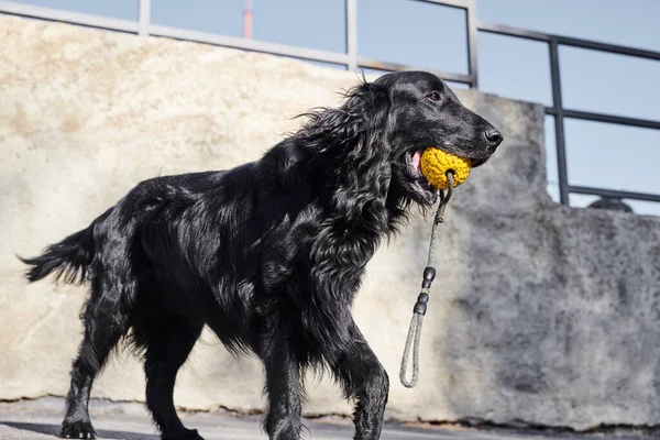 Portretul Unui Recuperator Negru Acoperire Plată Jocul Stradă Asfaltată Câine — Fotografie, imagine de stoc