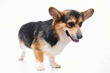 Pembroke Welsh Corgi portresi beyaz stüdyo arka planında izole edilmiş kopya alanı, safkan köpek
