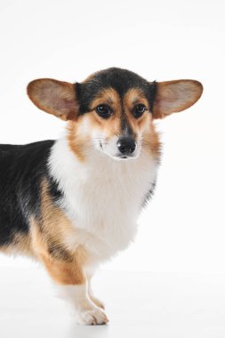 Pembroke Welsh Corgi portresi beyaz stüdyo arka planında izole edilmiş kopya alanı, safkan köpek