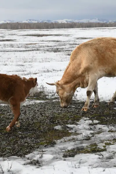 Стадо Разноцветных Коров Пасутся Снежном Зимнем Лугу — стоковое фото