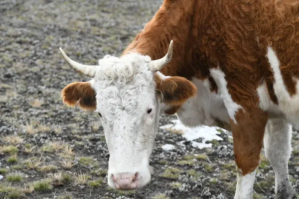 Portrait Une Vache Brune Blanche Broutant Sur Une Prairie Enneigée — Photo