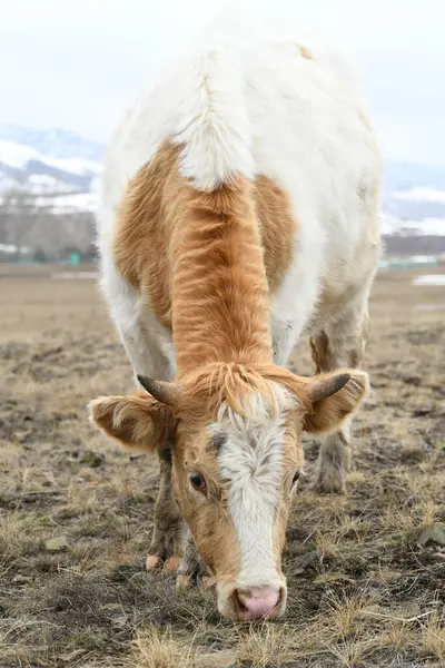 Muotokuva Ruskea Valkoinen Lehmä Laiduntavat Luminen Talvi Niitty — kuvapankkivalokuva