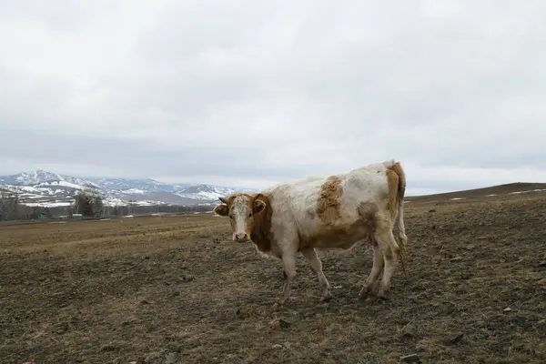 Porträt Einer Braun Weißen Kuh Die Auf Einer Verschneiten Winterwiese — Stockfoto