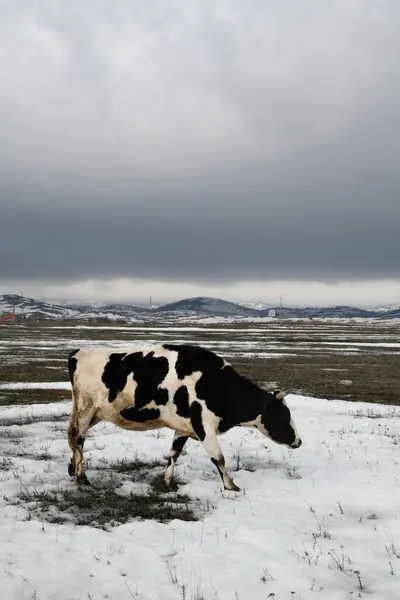 Vaca Preta Branca Pastando Prado Inverno Nevado — Fotografia de Stock