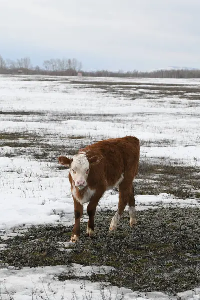 雪に覆われた冬の牧草地の白い牛の肖像画 ロイヤリティフリーのストック画像