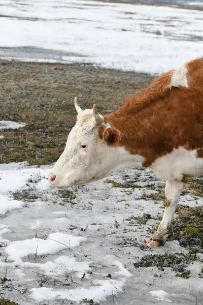 Retrato Una Vaca Marrón Blanca Pastando Prado Nevado Invierno Fotos De Stock Sin Royalties Gratis