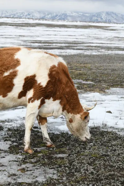 雪に覆われた冬の牧草地の白い牛の肖像画 ロイヤリティフリーのストック画像