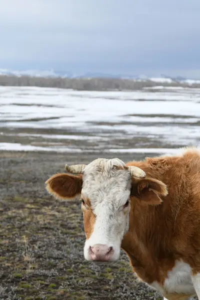 Retrato Una Vaca Marrón Blanca Pastando Prado Nevado Invierno Imágenes De Stock Sin Royalties Gratis