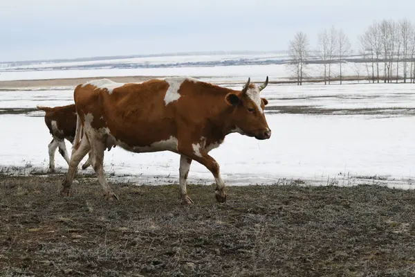 雪に覆われた冬の牧草地の白い牛の肖像画 ロイヤリティフリーのストック写真