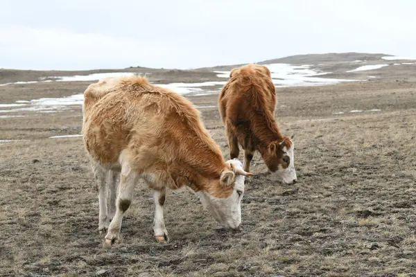 Una Manada Coloridas Vacas Pastan Prado Nevado Invierno Fotos De Stock
