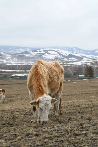 雪に覆われた冬の牧草地の白い牛の肖像画 ストック写真