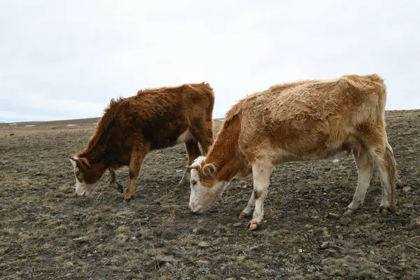 カラフルな牛の群れが雪に覆われた冬の牧草地に ストック画像