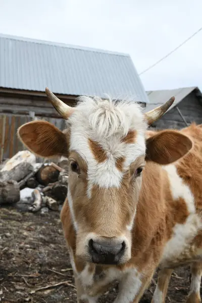 フェンスの後ろの農場で放牧する茶色の白い牛の肖像画 ロイヤリティフリーのストック写真