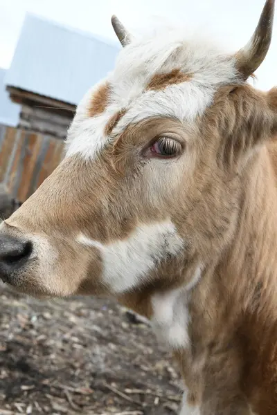 フェンスの後ろの農場で放牧する茶色の白い牛の肖像画 ストック画像