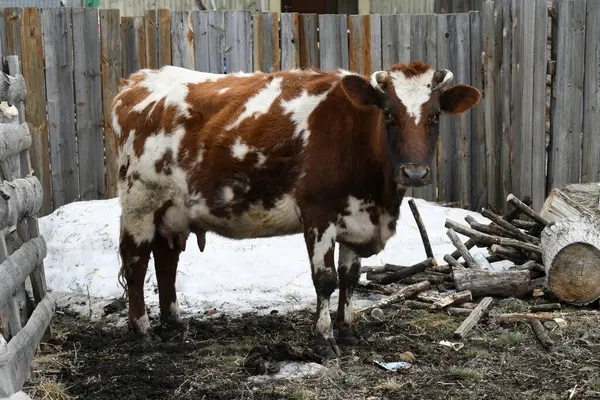 フェンスの後ろの農場で放牧する茶色の白い牛の肖像画 ストック写真