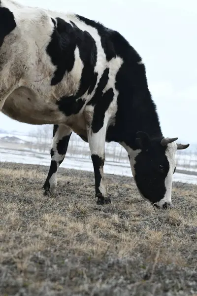 雪の冬の牧草地に放牧する黒と白の牛 ロイヤリティフリーのストック画像