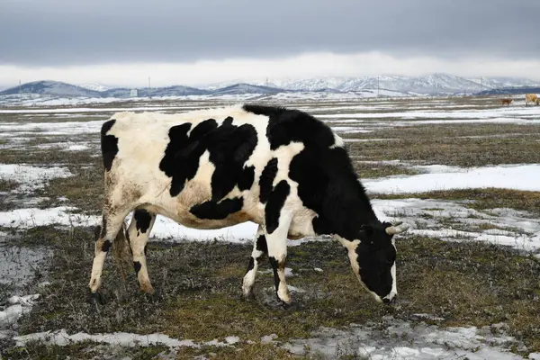 雪の冬の牧草地に放牧する黒と白の牛 ストック写真