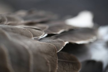 Bir kazın kanat tüylerinin ve mantosunun yakın çekimi.