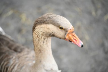 Kaz kafasının göz ve boynuna yakın plan.
