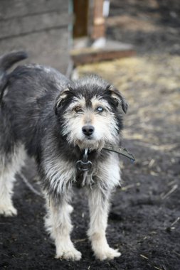 Zincirde farklı renkte gözleri olan komik bir köpek çiftliği koruyor.