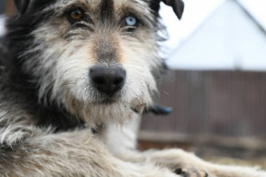 Zincirde farklı renkte gözleri olan komik bir köpek çiftliği koruyor.