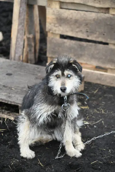 A funny dog with different colored eyes on a chain guards the farm
