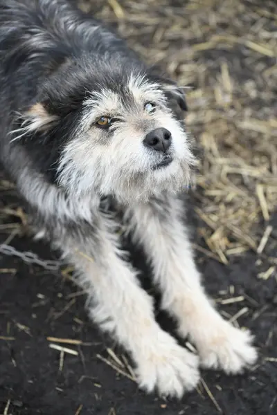 A funny dog with different colored eyes on a chain guards the farm