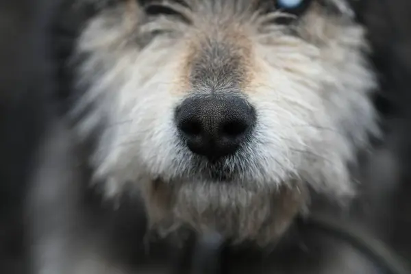 Ein Lustiger Hund Mit Anderen Farbigen Augen Einer Kette Bewacht lizenzfreie Stockbilder