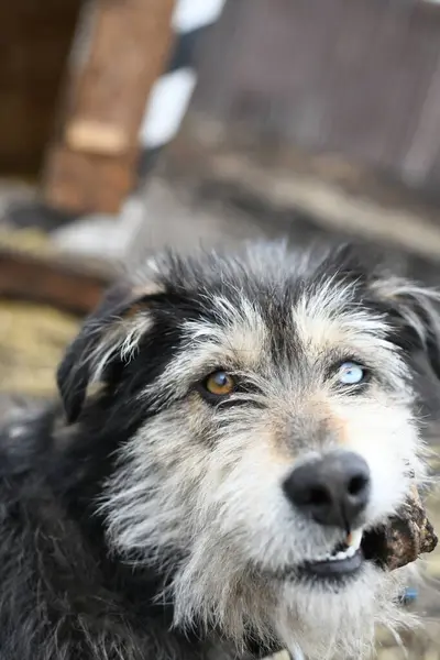 Cão Engraçado Com Diferentes Olhos Coloridos Uma Cadeia Protege Fazenda Imagens De Bancos De Imagens
