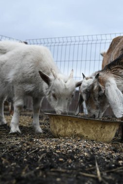 Çiftliğin dışında beyaz bir keçinin portresi.