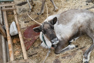 Hayvanat bahçesindeki gri bir ren geyiğinin fotoğrafı. Geyik boynuzları, toynaklar, kürk yakın plan