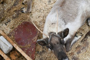 Hayvanat bahçesindeki gri bir ren geyiğinin fotoğrafı. Geyik boynuzları, toynaklar, kürk yakın plan