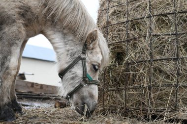 Hayvan çiftliğindeki küçük bir midillinin fotoğrafı, hayvanat bahçesindeki bir at..